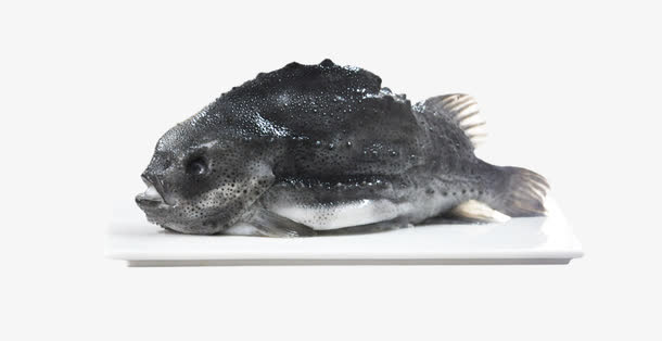 食用海参斑鱼