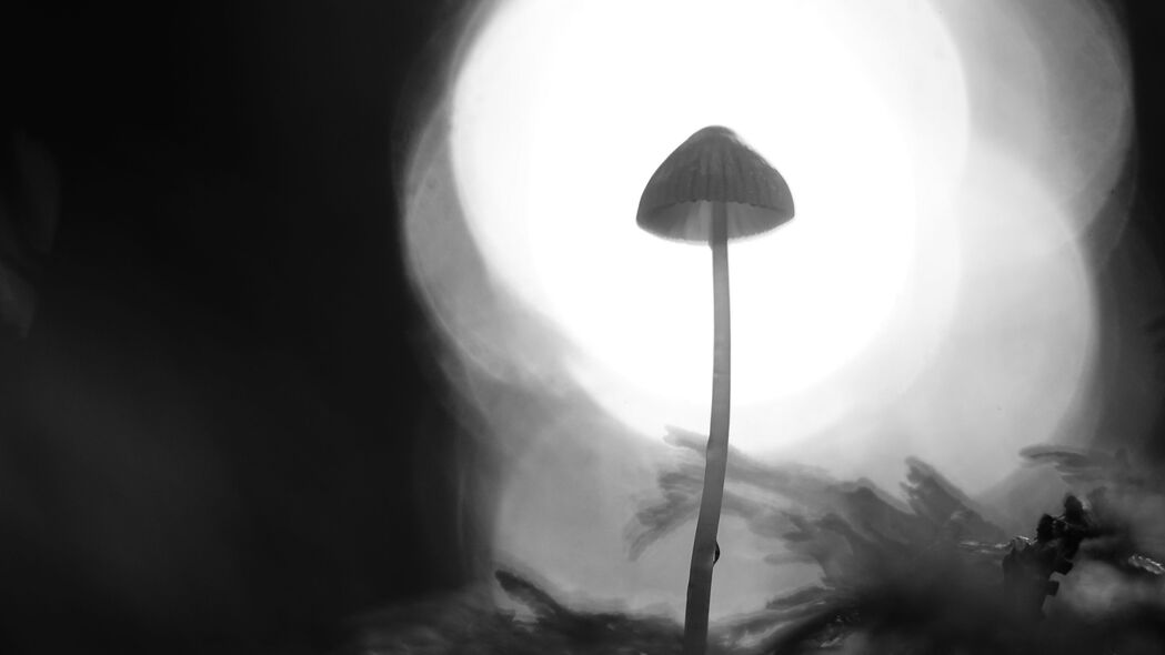 真菌 蘑菇 黑白 宏 模糊 4k壁纸 3840x2160