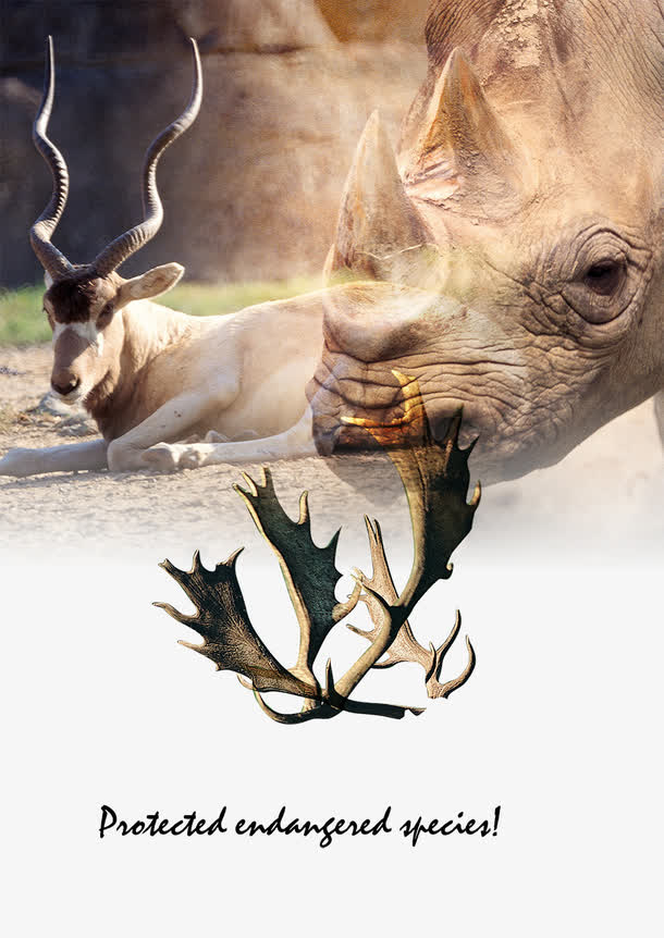 鹿角保护动物犀牛