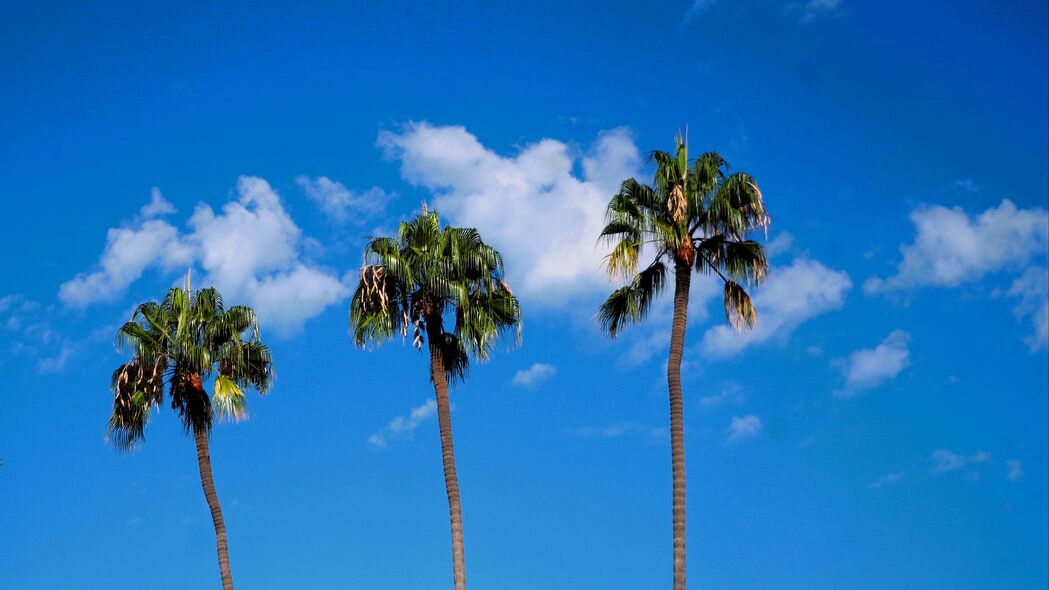 棕榈树 树 树干 天空 云 自然 4k壁纸 3840x2160