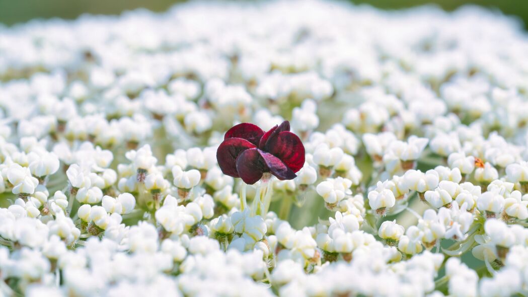 花朵 白色 红色 绽放 4k壁纸 3840x2160