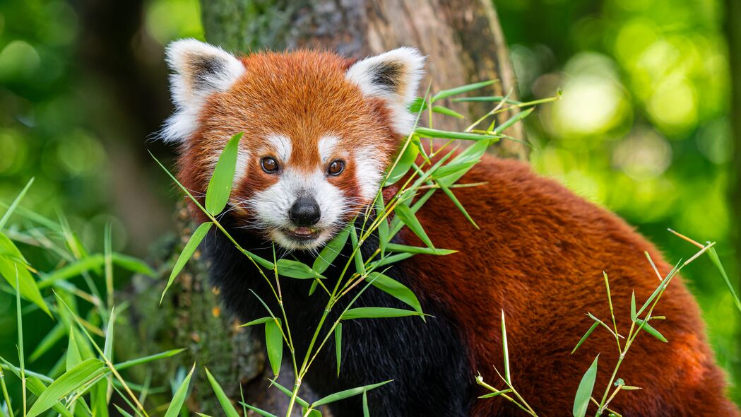 红熊猫 动物 草 野生动物 可爱的 4k壁纸 3840x2160