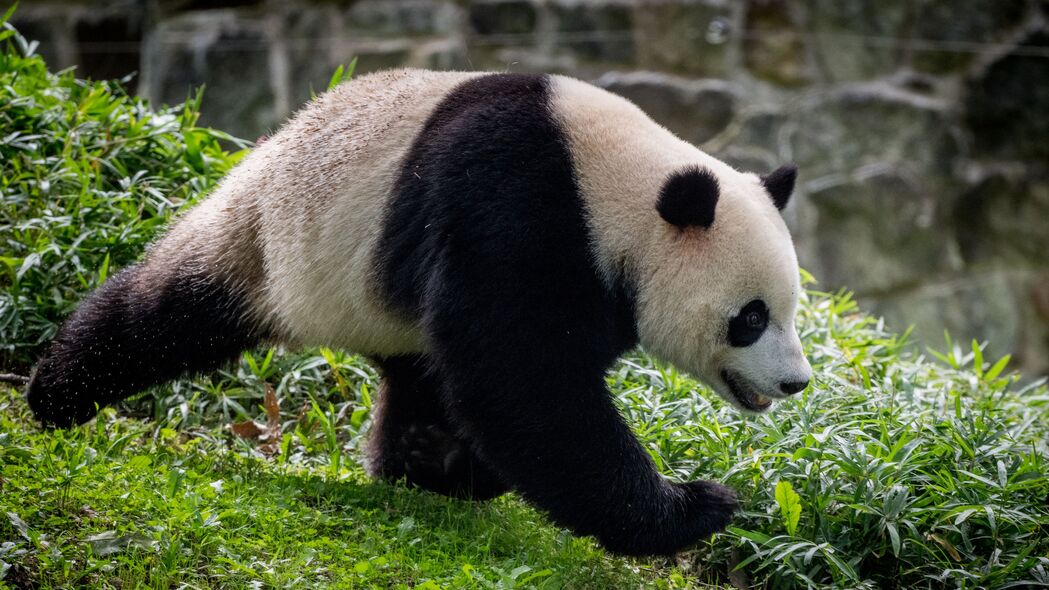 熊猫 动物 运动 有趣 树叶 4k壁纸 3840x2160