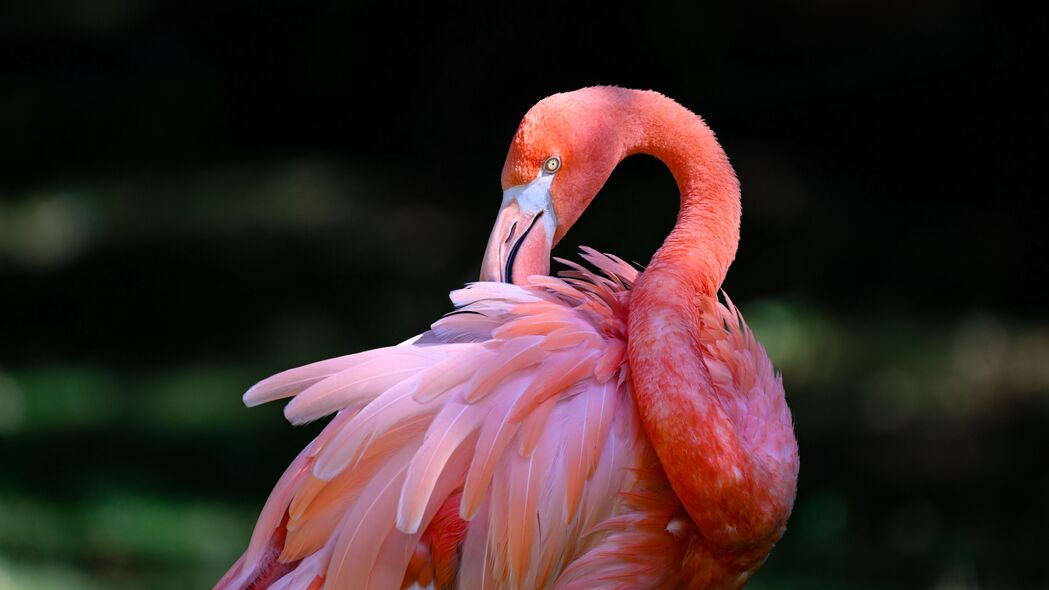 粉红色火烈鸟 火烈鸟、鸟、喙、羽毛、粉红色壁纸、背景4k 3840x2160