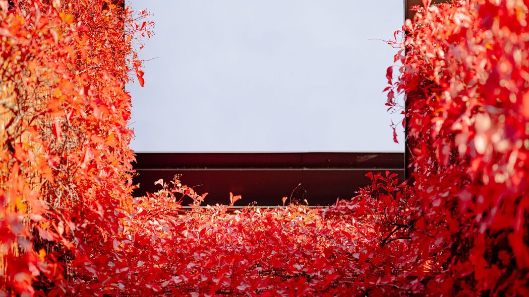 建筑 常春藤 植物 红色 秋季 4k壁纸 3840x2160