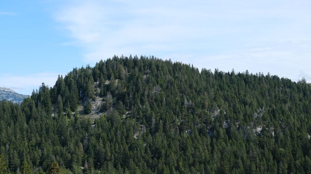 山 斜坡 树木 冷杉 森林 绿色 自然 4k壁纸 3840x2160