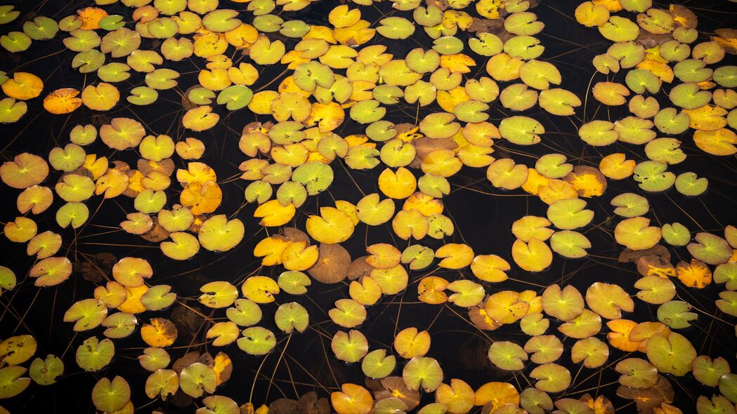 4K高清壁纸，树叶映水，池塘自然之美，植物生态，3840x2160免费下载