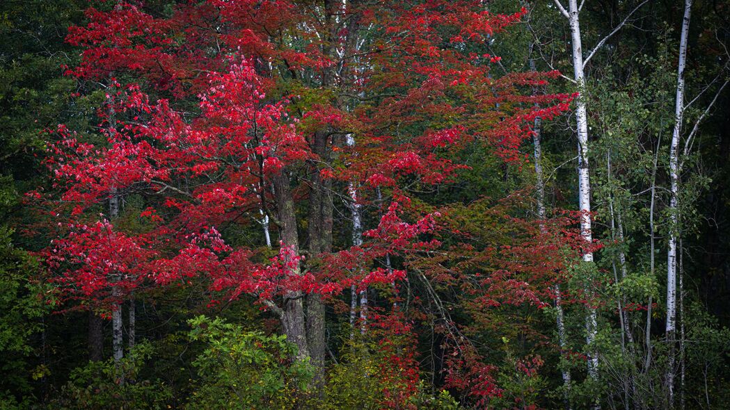 树木 树叶 森林 秋天 自然 风景 4k壁纸 3840x2160