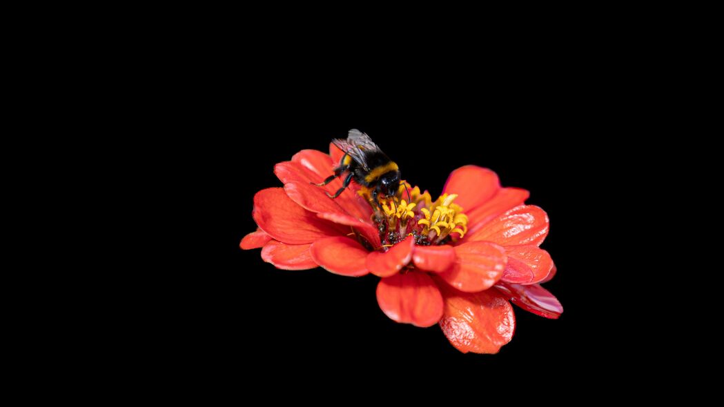 大黄蜂 花 花瓣 粉红色 黑色背景 宏观 4k壁纸 3840x2160