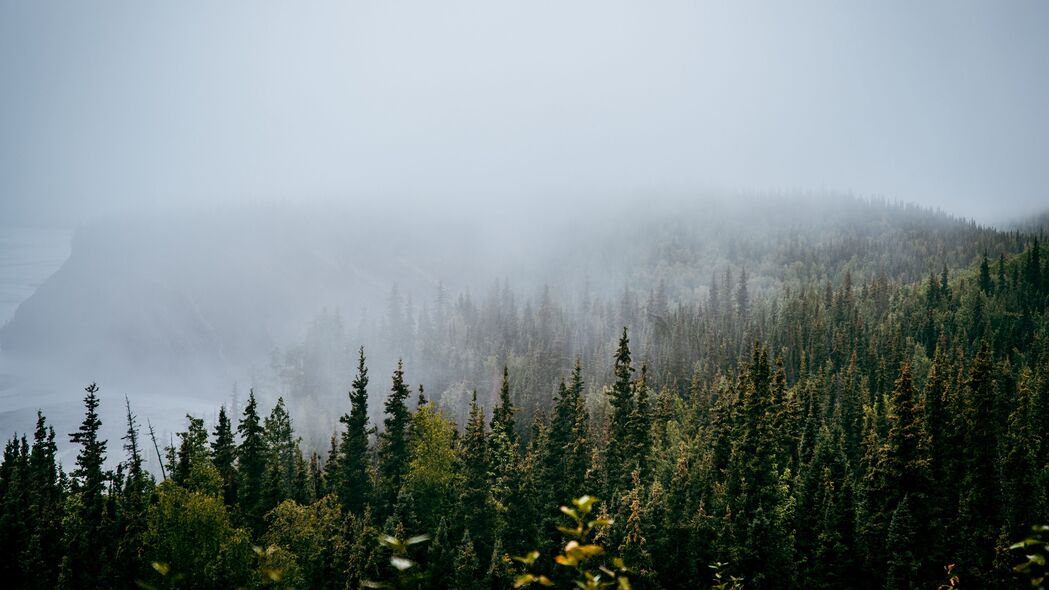 森林 树木 雾 自然 查看 4k壁纸 3840x2160