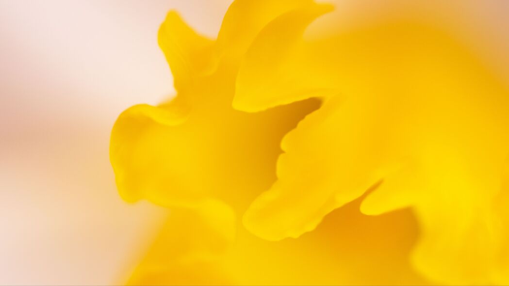 花瓣 黄色 微距 花朵 4k壁纸 3840x2160
