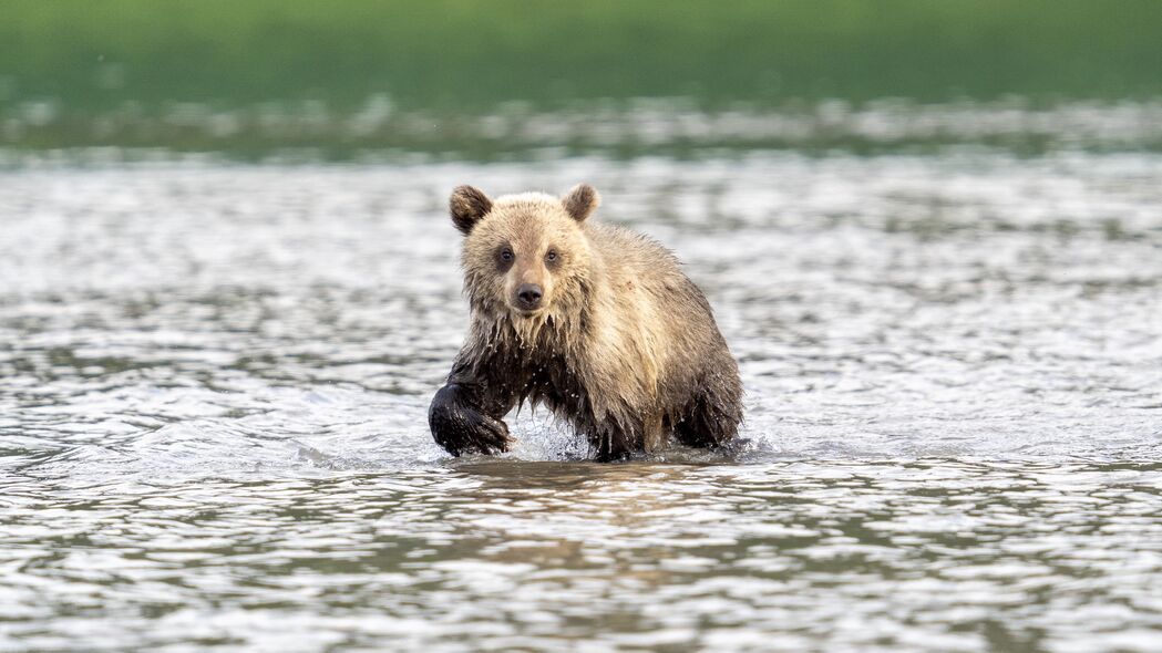小熊 熊 河流 野生 动物 湿 4k壁纸 3840x2160