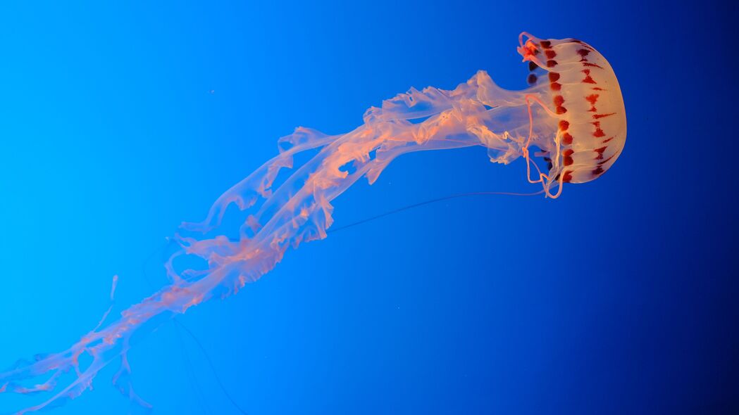 水母 蓝色背景 透明 水下世界 4k壁纸 3840x2160