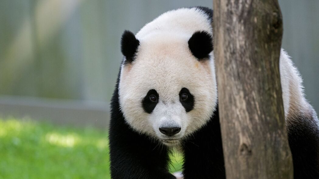 熊猫 动物 树 可爱的 4k壁纸 3840x2160