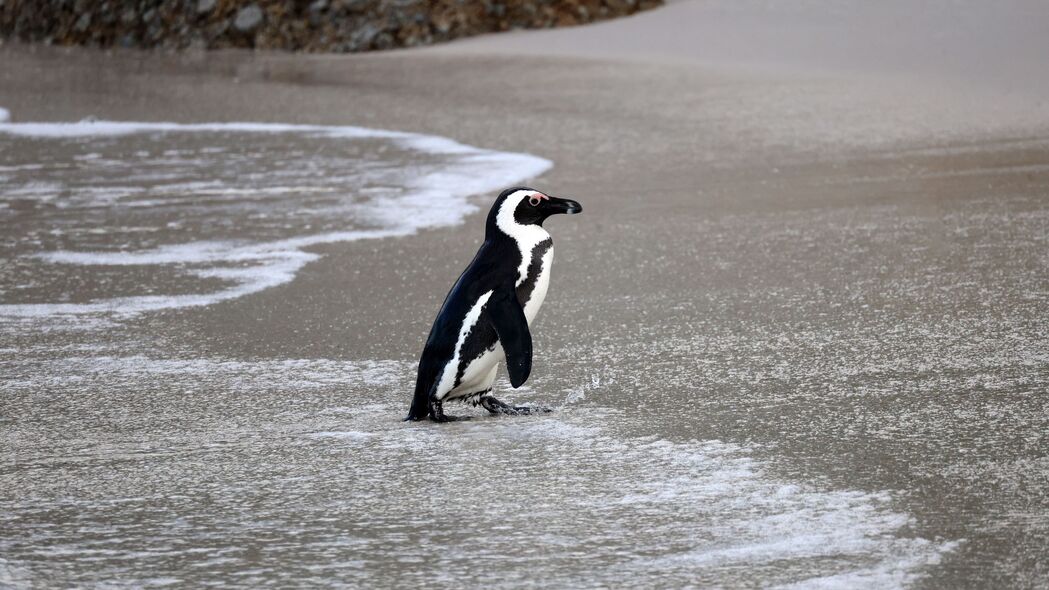 非洲企鹅 企鹅 水 海岸 野生动物 4k壁纸 3840x2160