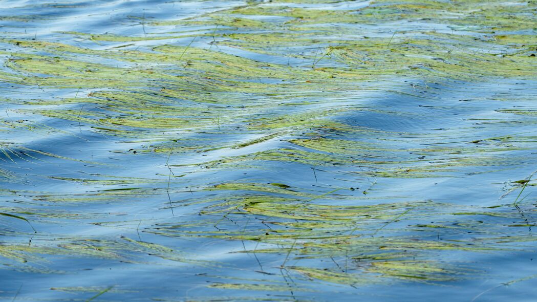 水 波浪 草 藻类 4k壁纸 3840x2160