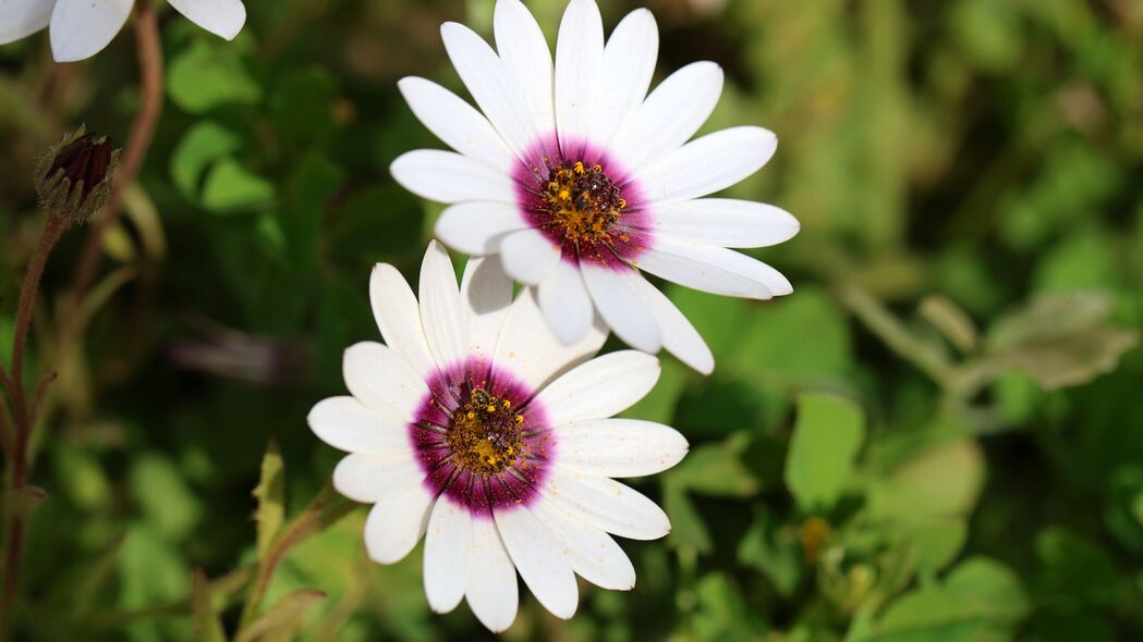  dimorphotheca ecklonis 花瓣 花朵 白色 紫色 4k壁纸 3840x2160