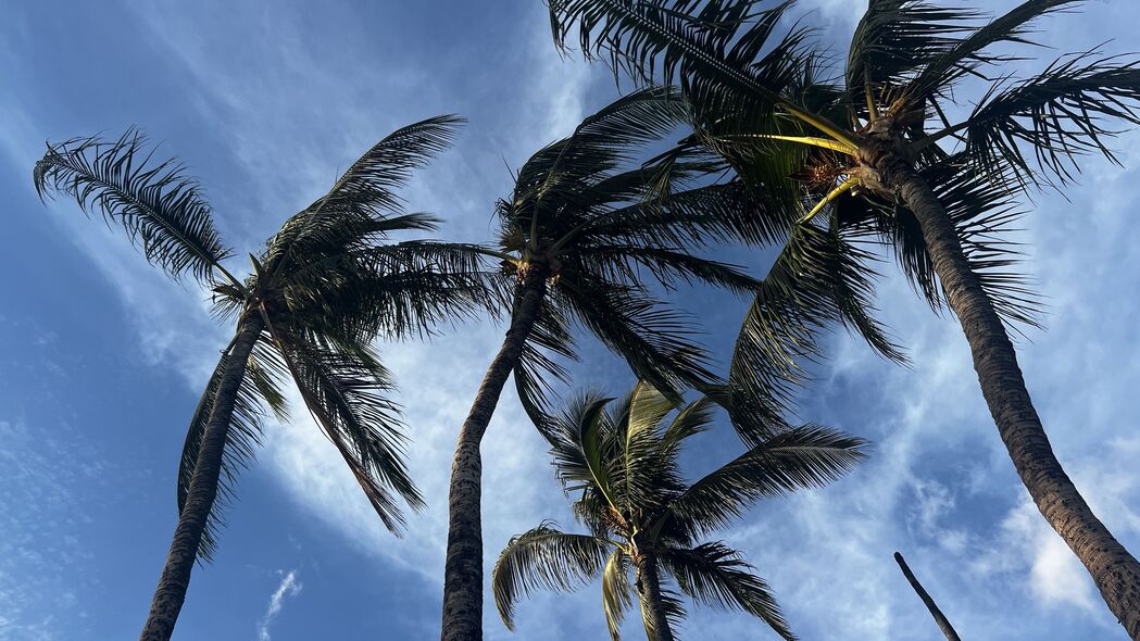棕榈树 仰视图 天空 热带 4k壁纸 3840x2160