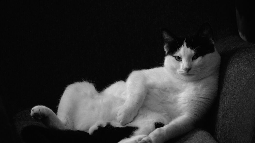 猫 姿势 滑稽 宠物 黑白 4k壁纸 3840x2160