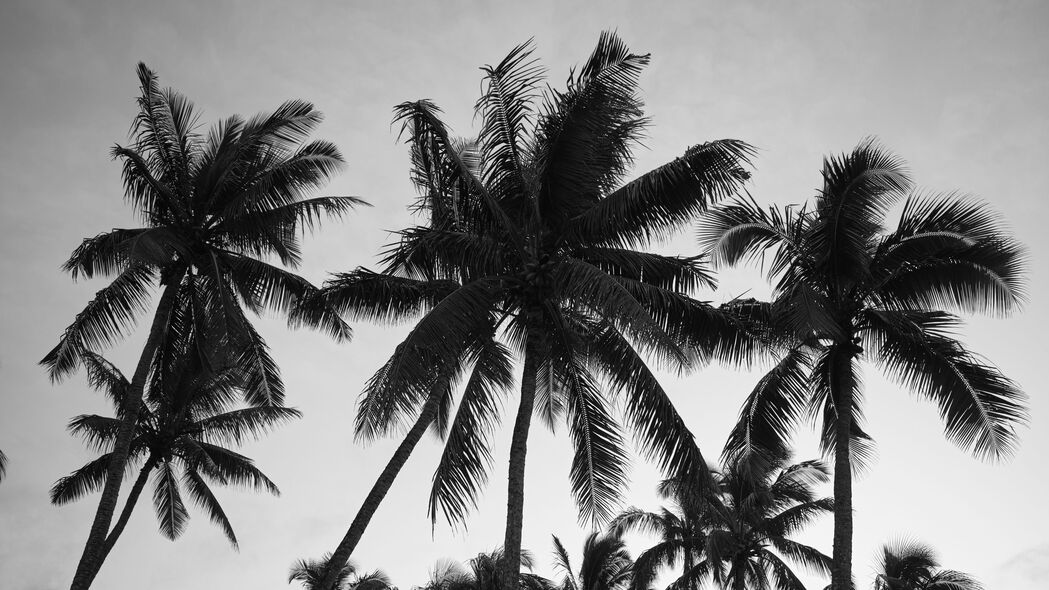 棕榈树 天空 树木 黑白 4k壁纸 3840x2160