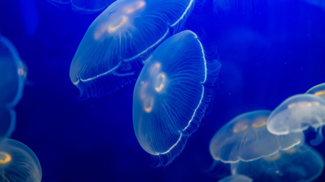  aurelia aurita 水母 野生动物 水下世界 深色 4k壁纸 3840x2160