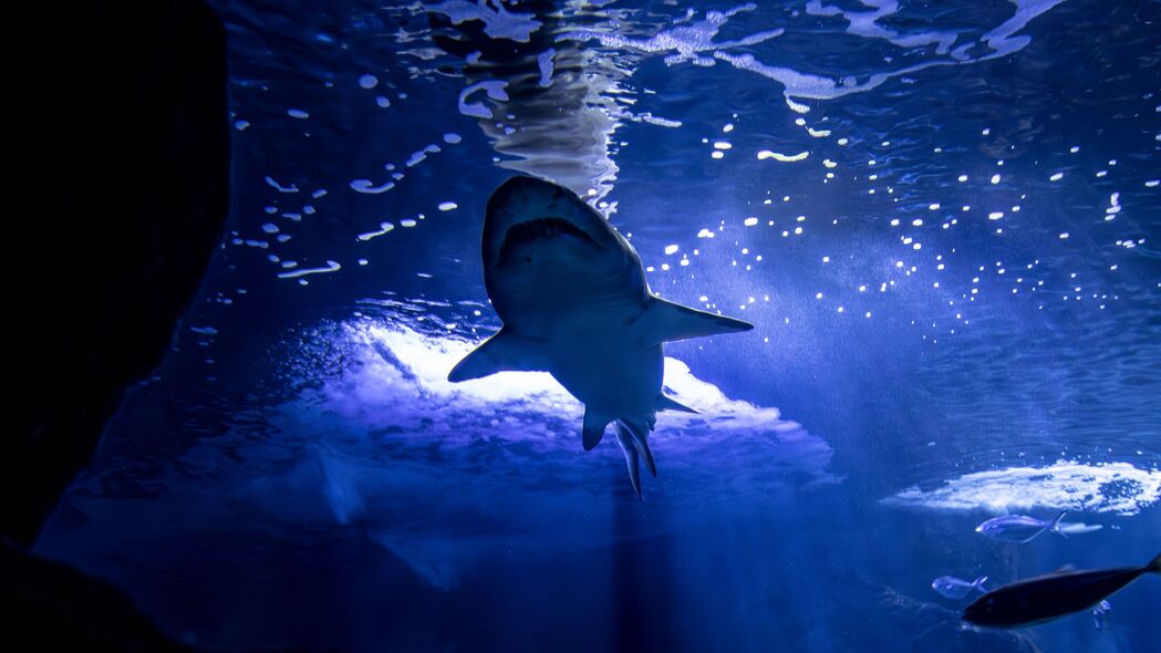 鲨鱼 捕食者 鱼 海底世界 蓝色 4k壁纸 3840x2160