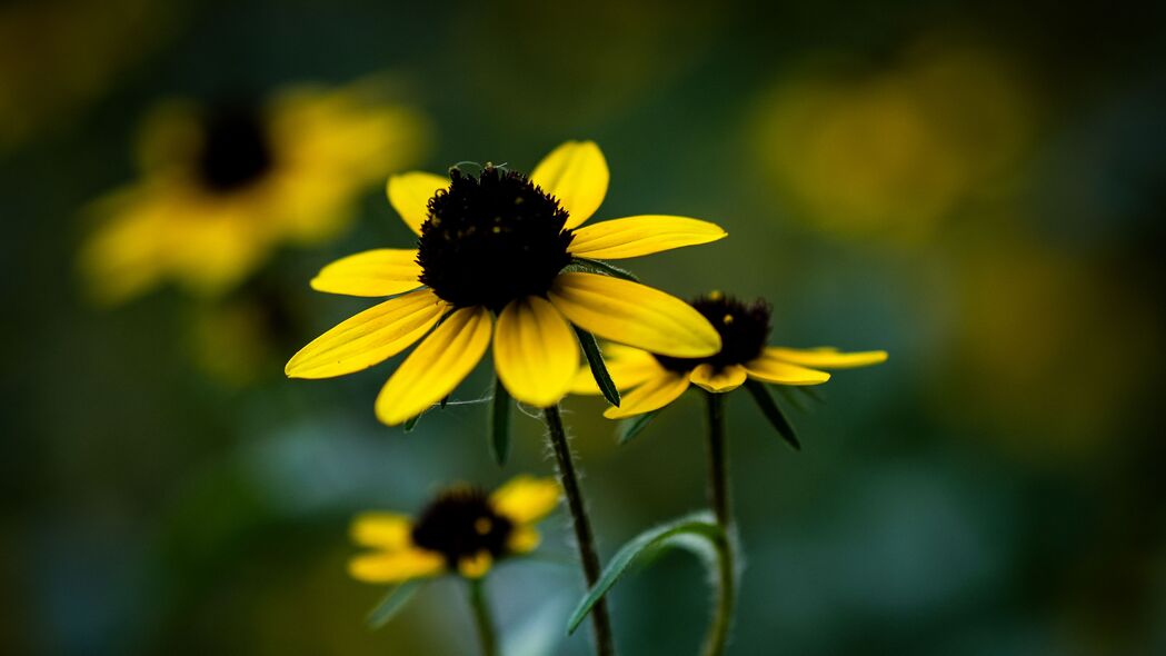 Rudbeckia花瓣朦胧之美，高清4K植物壁纸，3840x2160分辨率，一键下载