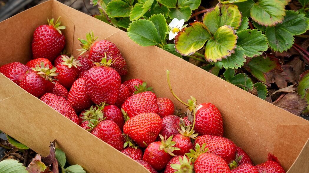 草莓 浆果 树叶 盒子 4k壁纸 3840x2160