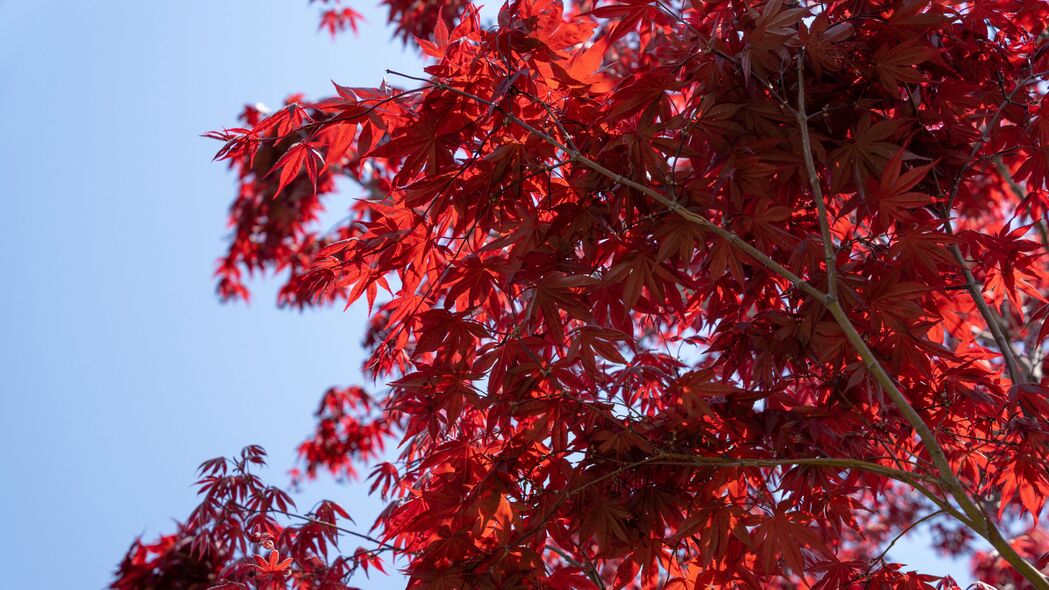 树叶 红色 枫木 树枝 天空 4k壁纸 3840x2160