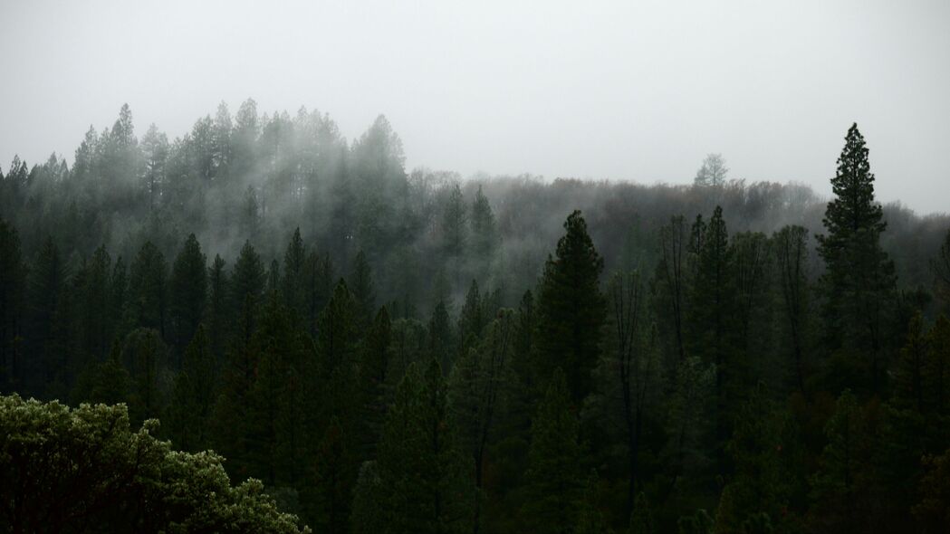 自然 森林 树木 雾 鸟瞰 4k壁纸 3840x2160