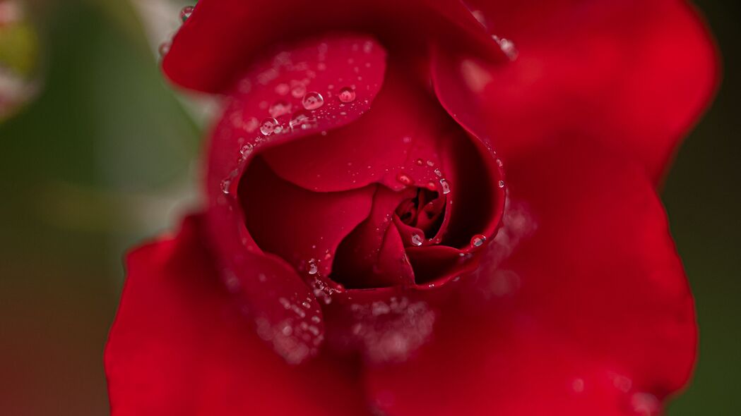 玫瑰 花 花瓣 红色 水滴 微距 模糊 4k壁纸 3840x2160