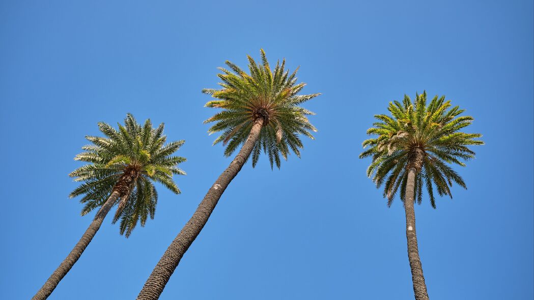 棕榈树 树 天空 底部视图 树枝 4k壁纸 3840x2160