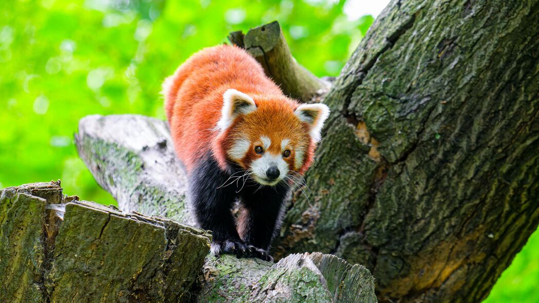 红熊猫 野生动物 动物 石头 树 4k壁纸 3840x2160