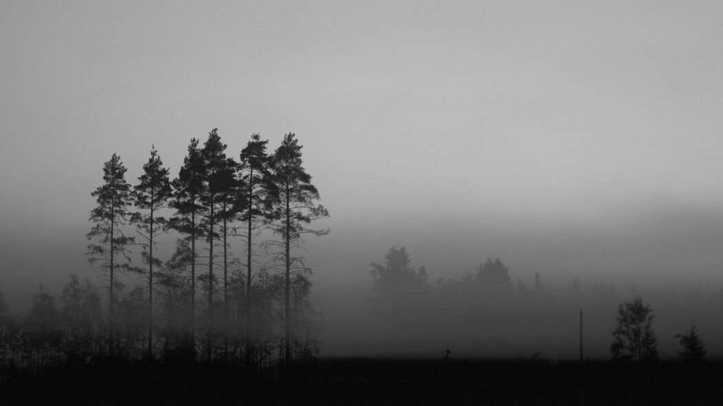树木 雾 自然 深色 4k壁纸 3840x2160