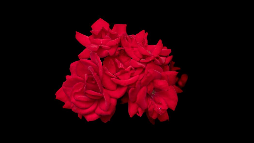 花朵 花瓣 粉红色 玫瑰 黑色背景 4k壁纸 3840x2160