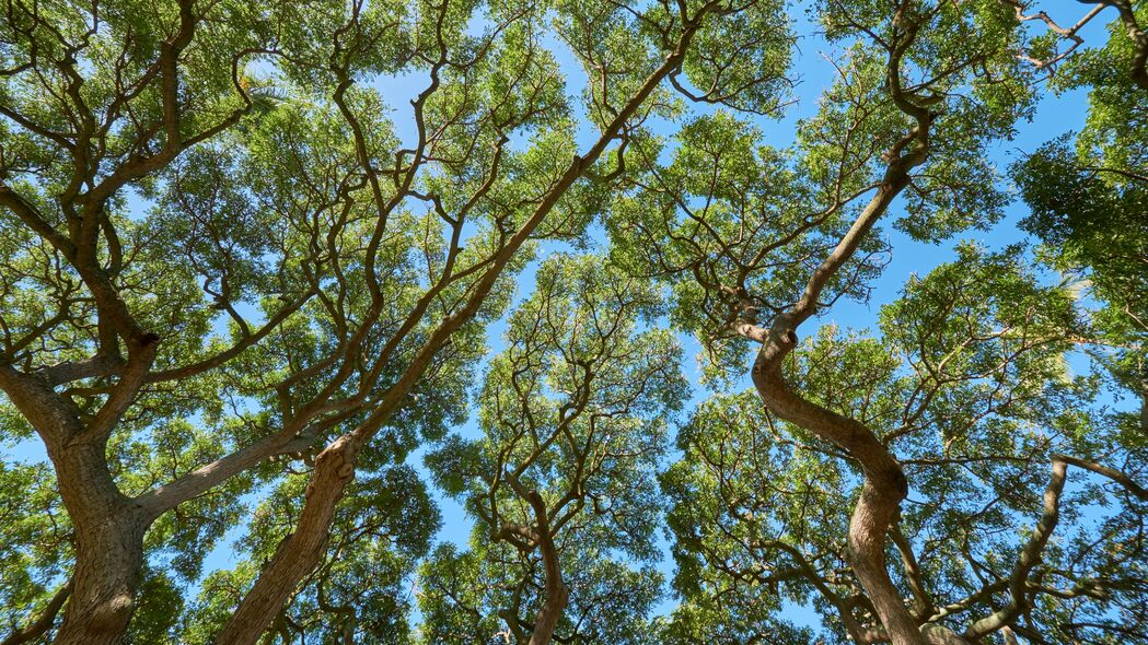 树木 树枝 树叶 树干 天空 自然 4k壁纸 3840x2160