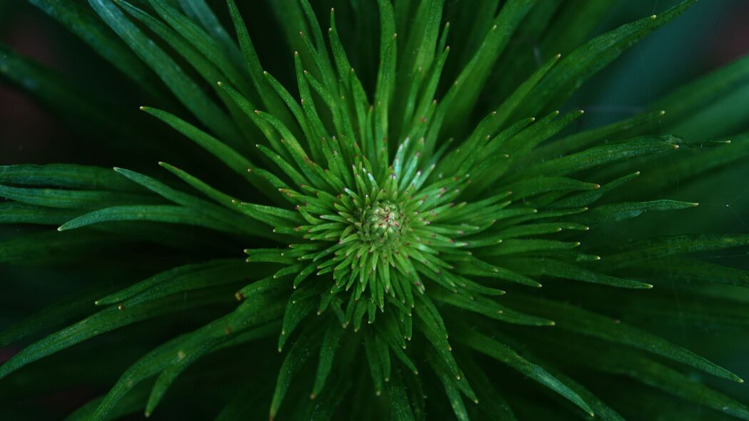  eriocallon 植物 叶子 绿色 4k壁纸 3840x2160