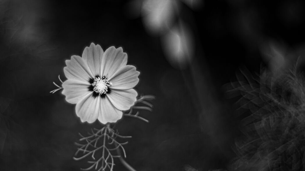 宇宙花瓣黑白之美，高清4K植物壁纸，3840x2160超清下载