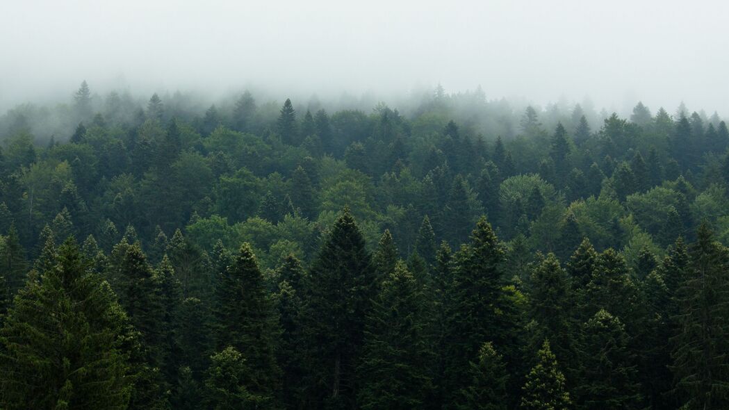 森林 树木 雾 自然 树叶 4k壁纸 3840x2160