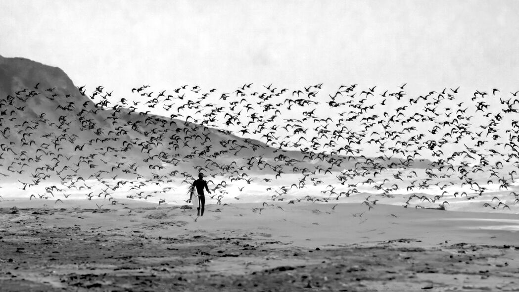 冲浪者 冲浪 冲浪板 海滩 鸟类 黑白 4k壁纸 3840x2160