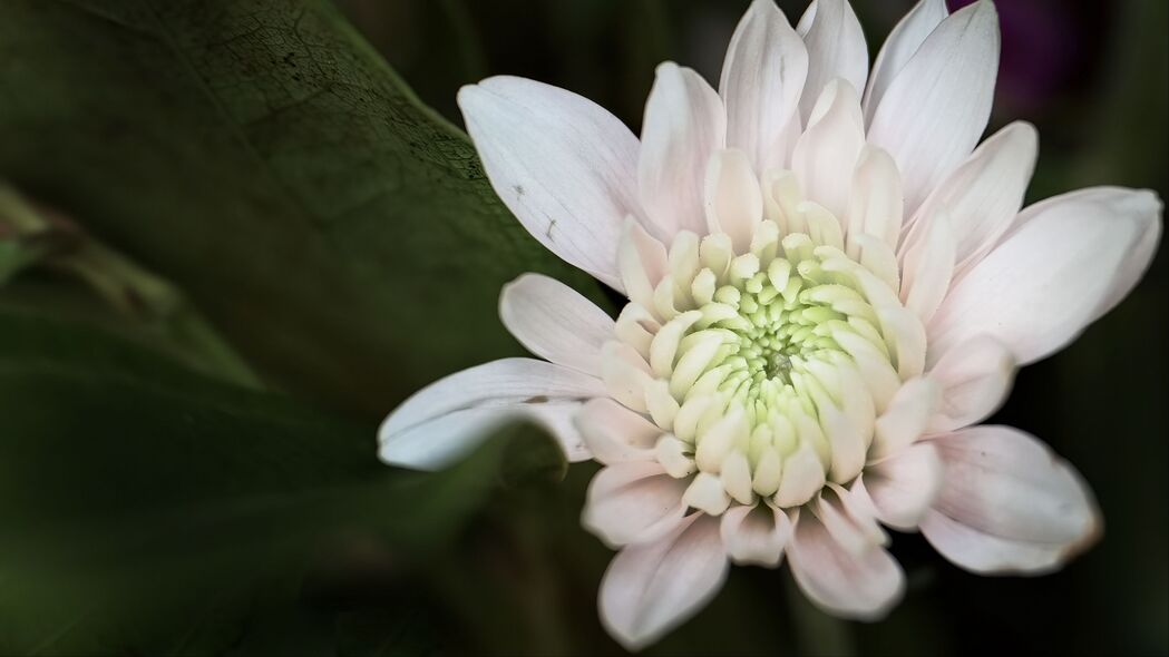 高清4K菊花花瓣白色背景壁纸，3840x2160超清分辨率，免费下载