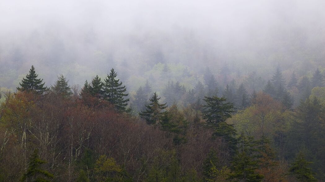 景观 森林 雾 树木 自然 4k壁纸 3840x2160