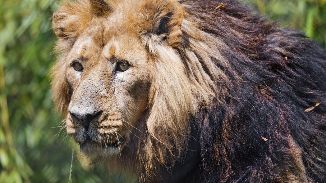 狮子 捕食者 头 动物 大猫 4k壁纸 3840x2160