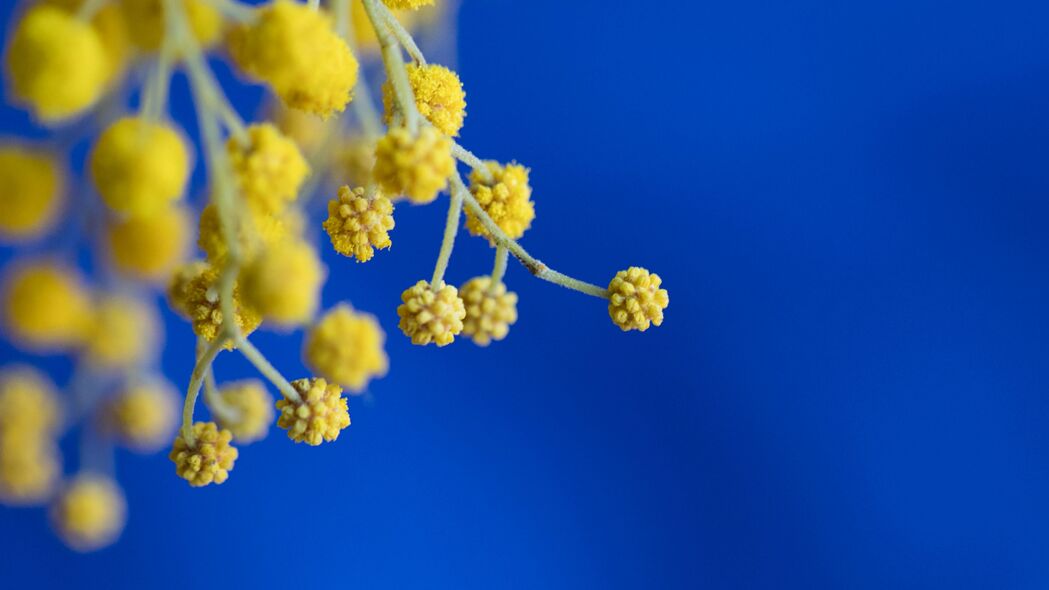 含羞草 花朵 微距 模糊 黄色 蓝色 4k壁纸 3840x2160
