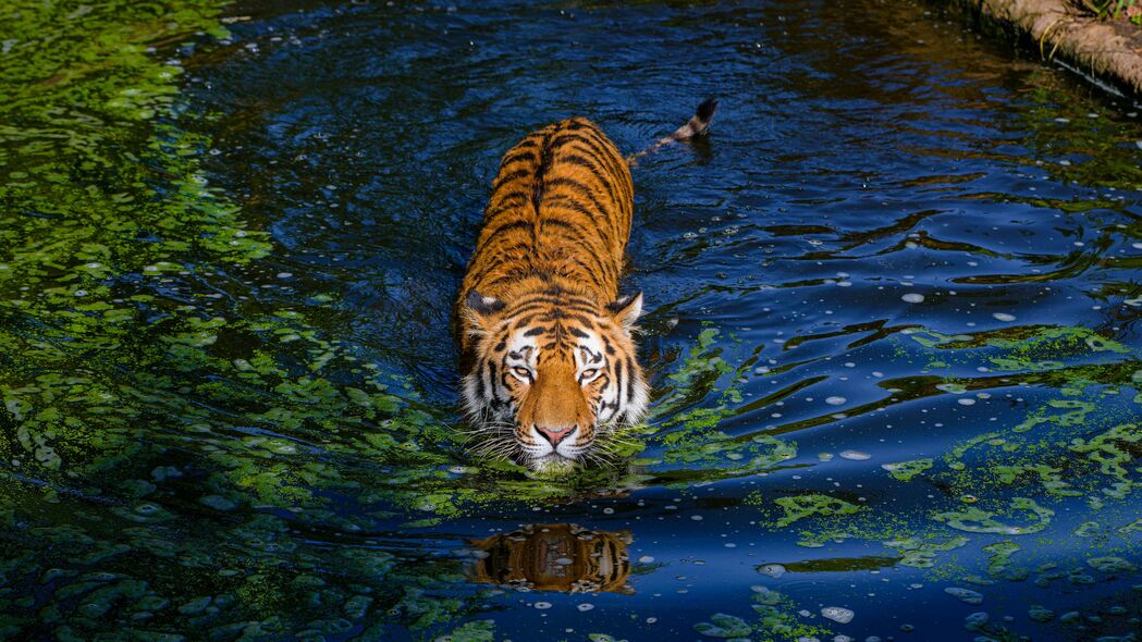 老虎 大猫 捕食者 条纹 池塘 4k壁纸 3840x2160