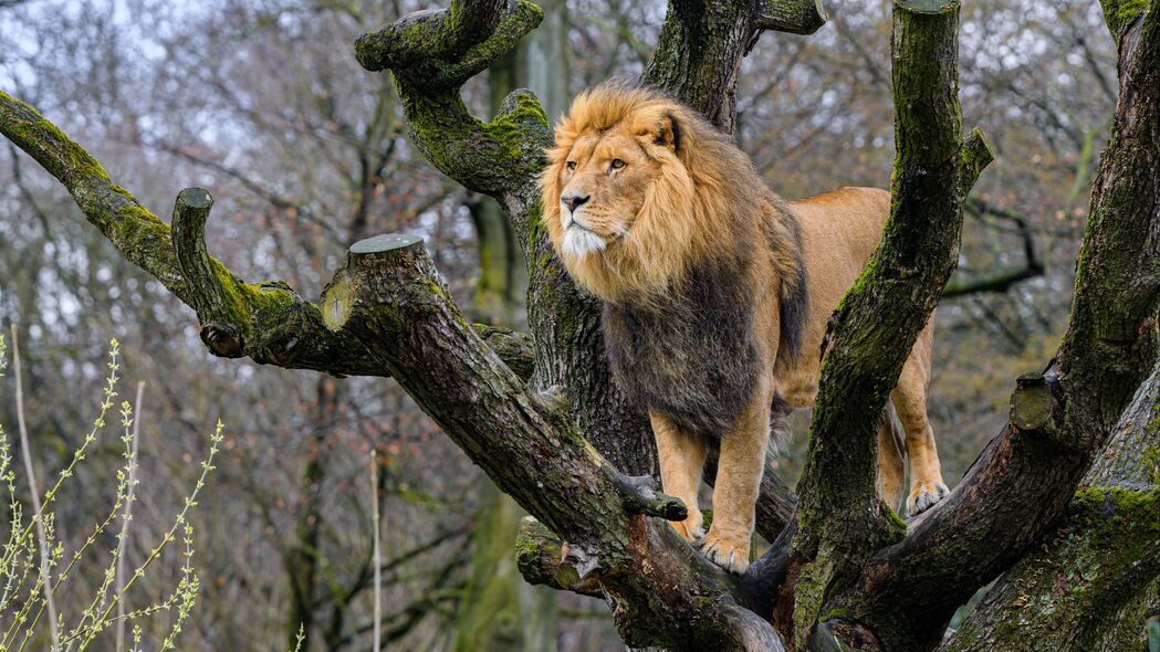 狮子 捕食者 大猫 树 野生 4k壁纸 3840x2160