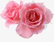 粉色鲜花玫瑰花朵表白情人节