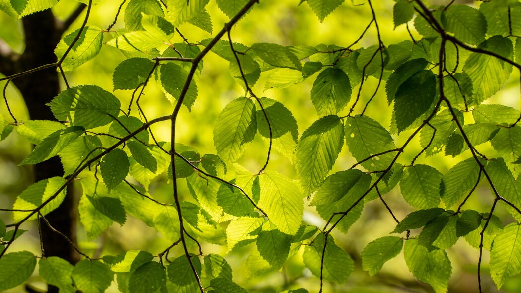树枝 树叶 绿色 光线 夏天 自然 4k壁纸 3840x2160