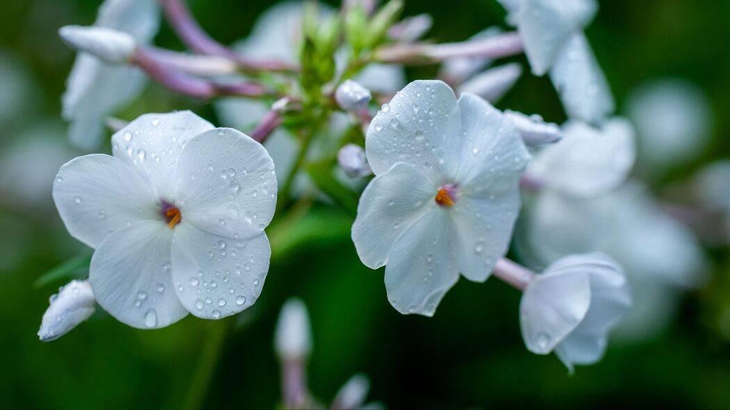 福禄考花瓣微距特写，纯净白色水滴之美，4K高清壁纸3840x2160免费下载