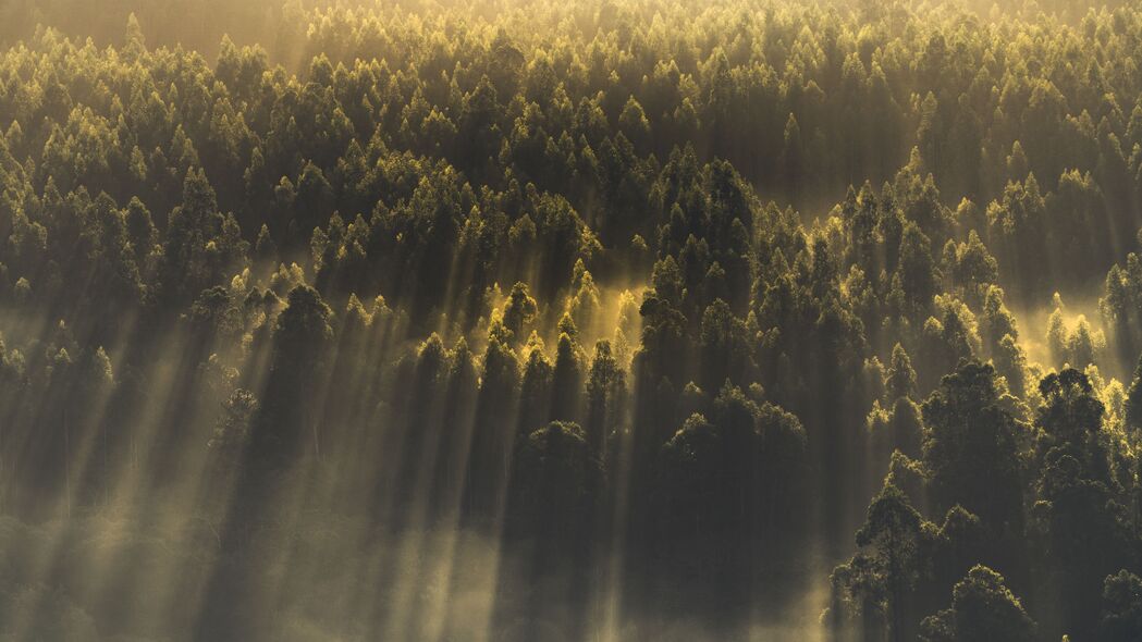 森林 树木 自然 阳光 4k壁纸 3840x2160
